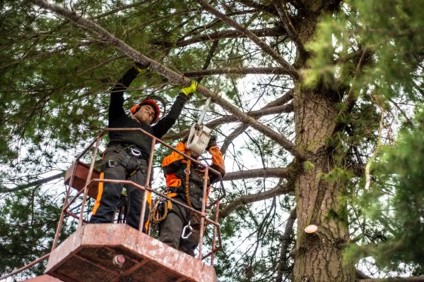 Two arborist men with chainsaw and lifting platform cutting a tree.