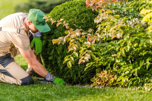 A gardener kneels beside a well-manicured hedge, using tools to care for the plants under the bright afternoon sun in a serene suburban environment.